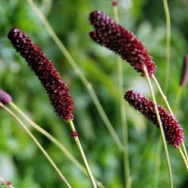 Kraujalakė (Sanguisorba) 'Midnight Child'