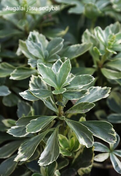 Mietveinė viršūnžiedė (Pachysandra terminalis) 'Silver Edge'