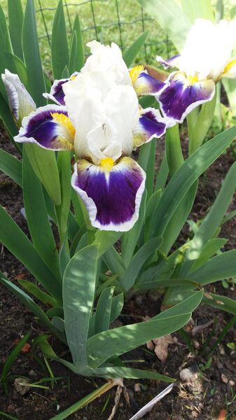 Vilkdalgis (Iris) 'Mikey Likes It'