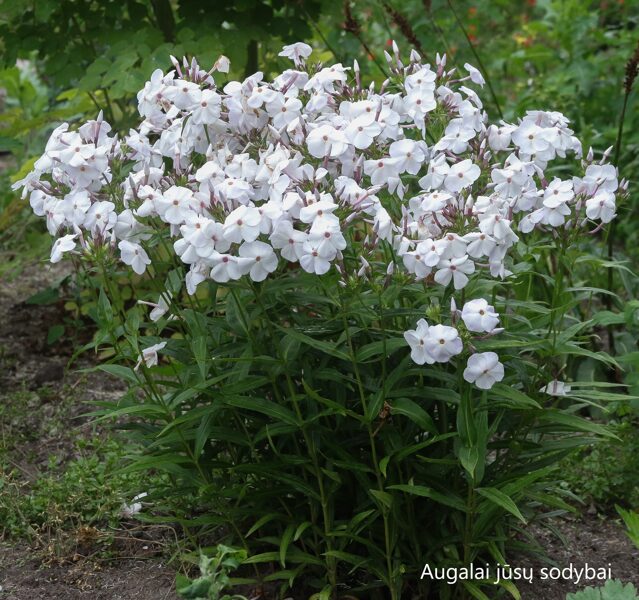Flioksas (Phlox hybr.) 'Minnie Pearl'