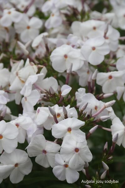 Flioksas (Phlox hybr.) 'Minnie Pearl'