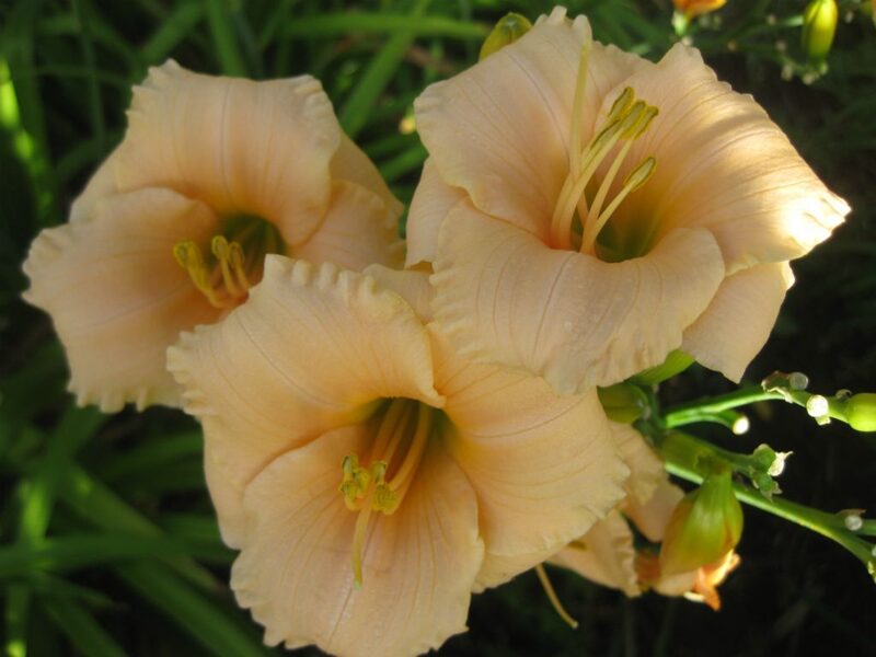Viendienė (Hemerocallis) 'Mini Pearl'
