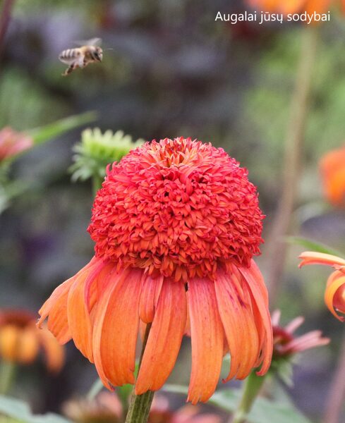 Ežiuolė (Echinacea) 'Mis Lietuva'