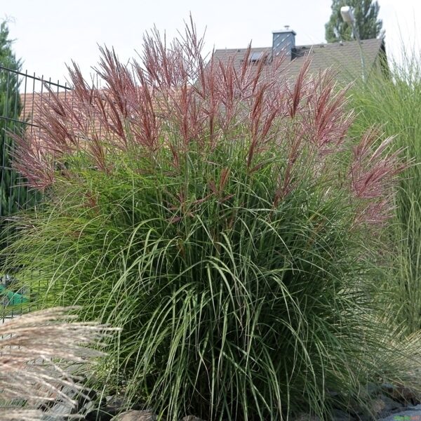Kininis miskantas (Miscanthus sinensis) 'Ferner Osten'