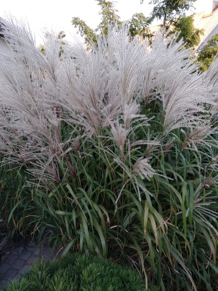 Kininis miskantas (Miscanthus sinensis) 'JP1'