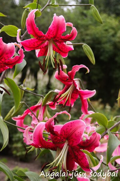 Lelija (lilium) 'Miss Feya'