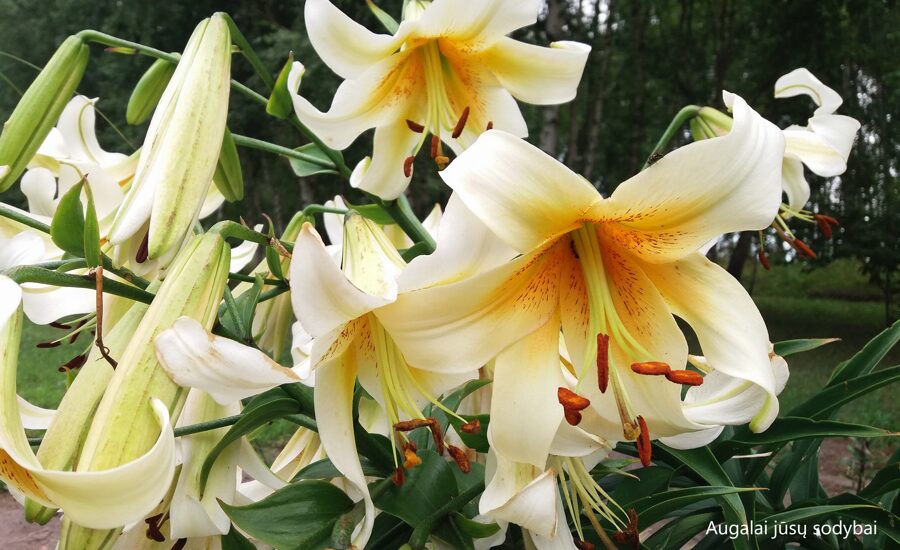 Lelija (Lilium) 'Mister Cas'