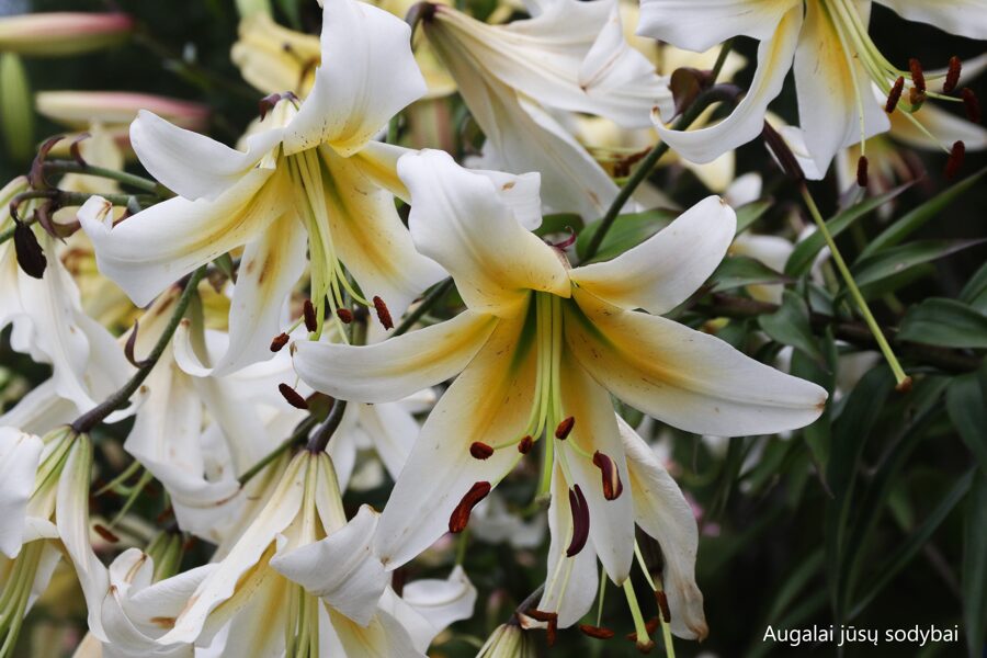 Lelija (Lilium) 'Mister Pistache'