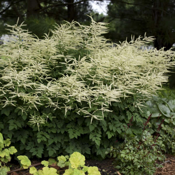 Arunkas (Aruncus) ‘Misty Lace’