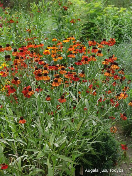 Saulainė (Helenium) 'Moerheim Beauty'