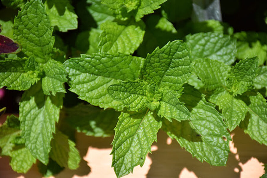 Mojito mėta (Mentha x villosa)