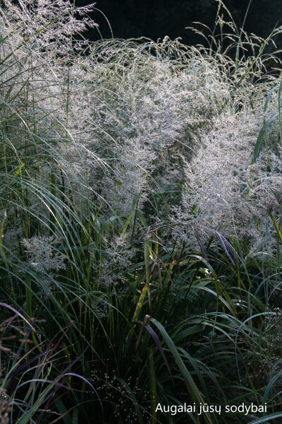 Korėjinis lendrūnas (Calamagrostis brachytricha) 'Mona'