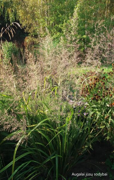 Korėjinis lendrūnas (Calamagrostis brachytricha) 'Mona'