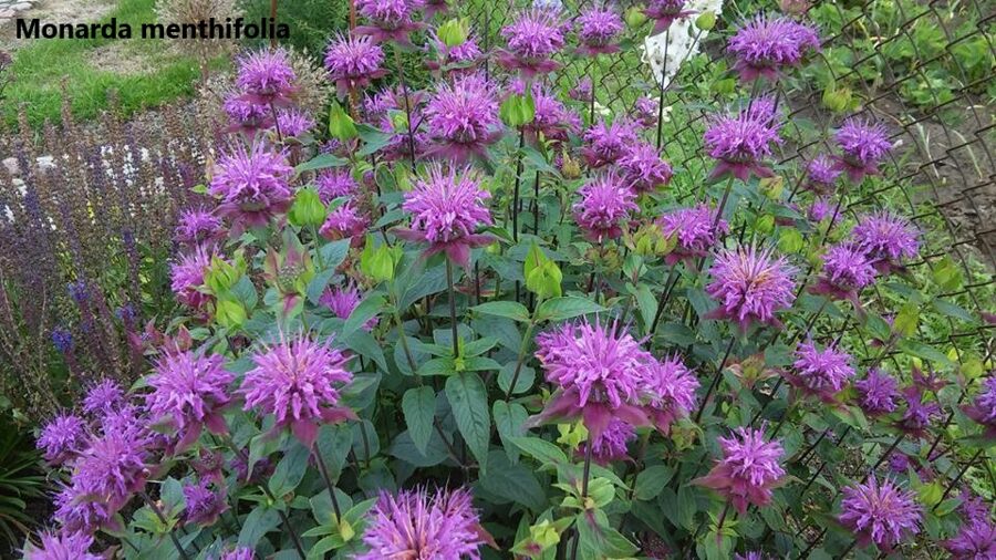 Monarda (Monarda menthifolia)