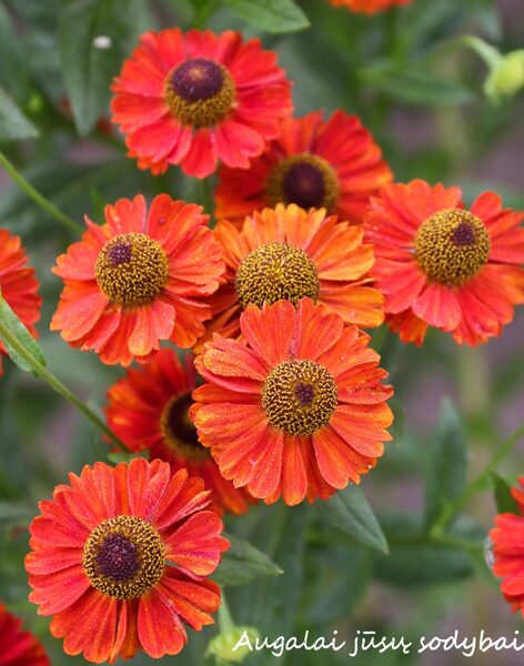 Saulainė (Helenium) 'Monique'