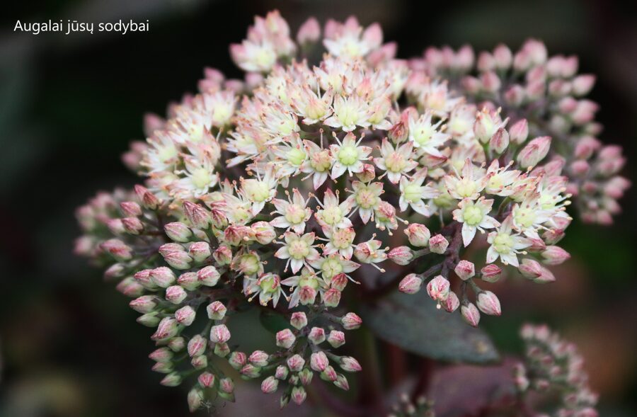 Šilokas (Sedum) 'Moonlight Serenade'