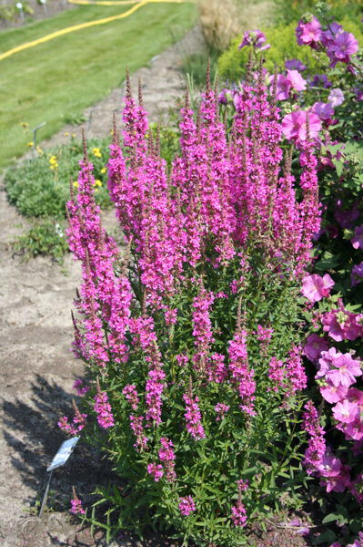 Raudoklė paprastoji (Lythrum salicaria) 'Morden Pink'