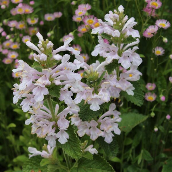 Notra (Stachys macrantha) 'Morning Blush'