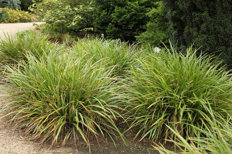 Žvilgioji viksva (Carex morrowii) ‘Mosten’