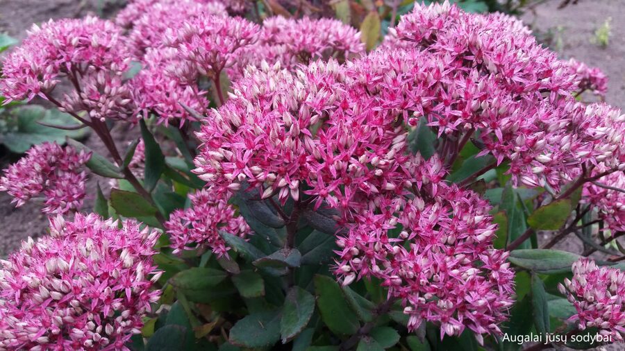Didysis šilokas (Sedum telephium) 'Mr. Goodbud'