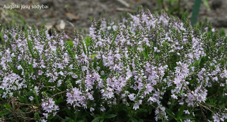 Veronika gulsčioji (Veronica prostrata) 'Mrs. Holt'