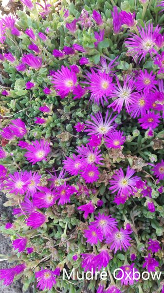 Mudrė (Delosperma lavisiae) 'Oxbow'