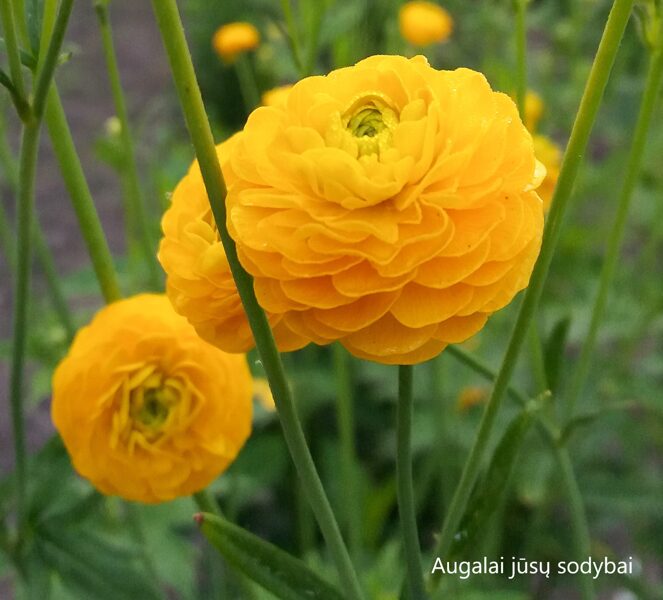 Vėdrynas aitrusis (Ranunculus acris) 'Multiplex'