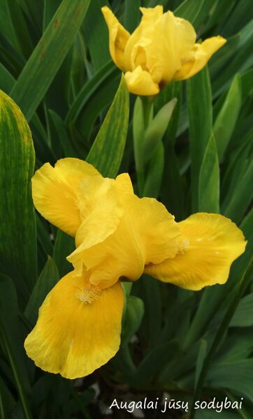 Vilkdalgis (Iris) 'Mumis'