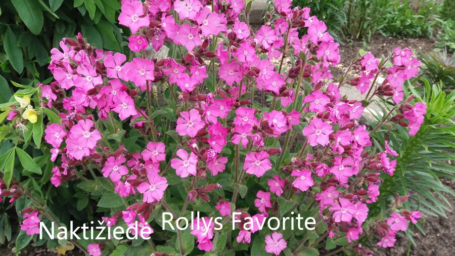 Naktižiedė (Silene) 'Rolly's Favorite'