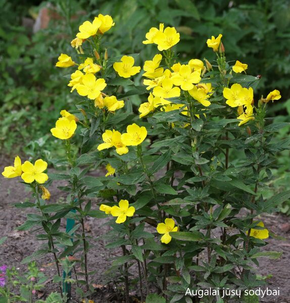 Nakviša keturbriaunė (Oenothera tetragona) 