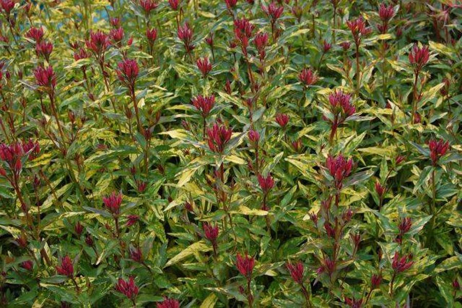 Nakviša keturbriaunė (Oenothera tetragona) 'Camel'