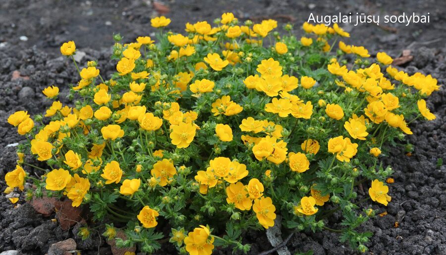 Sidabražolė (Potentilla verna) 'Nana'