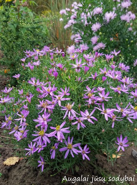 Šilokinis astras (Aster sedifolius) 'Nanus'
