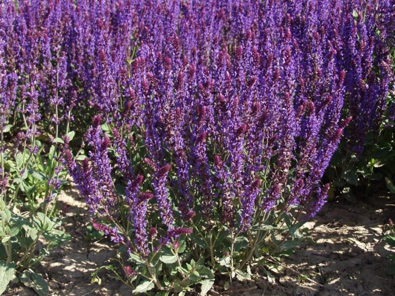 Gojinis šalavijas (Salvia nemorosa) 'Negrito'