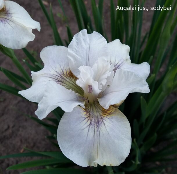 Sibirinis vilkdalgis (Iris sibirica) 'Not Quite White'