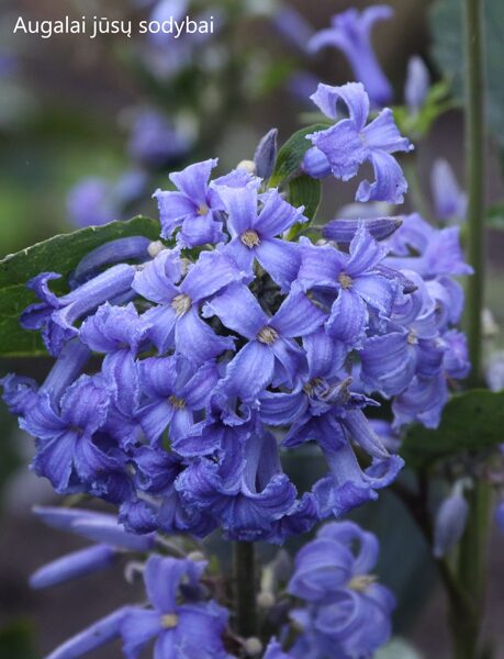 Raganė trilapė (Clematis heracleifolia) 'New Love'