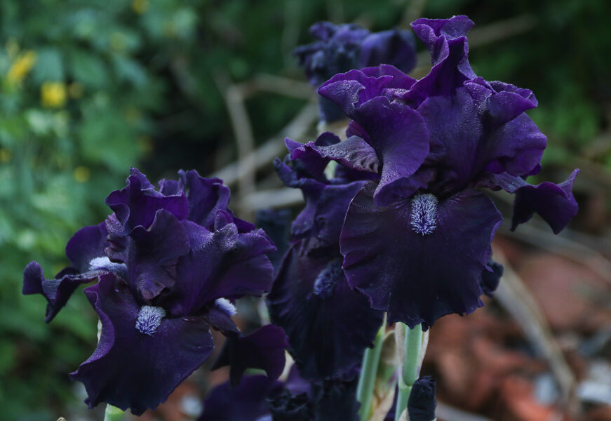 Vilkdalgis (Iris) 'Night Ruler'