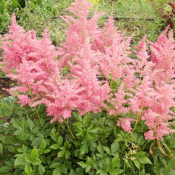 Astilbė (Astilbe) 'Nikki'