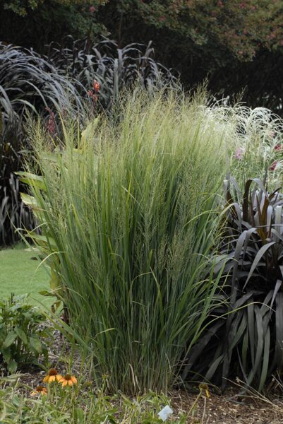 Rykštėtoji sora (Panicum virgatum) 'Northwind'