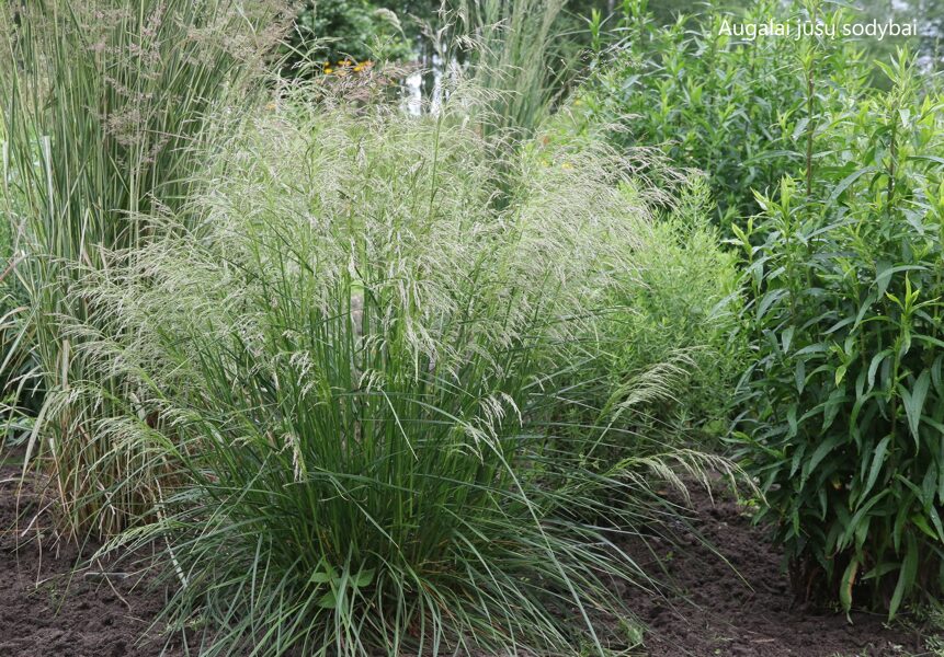 Kupstinė šluotsmilgė (Deschampsia cespitosa) nr.2