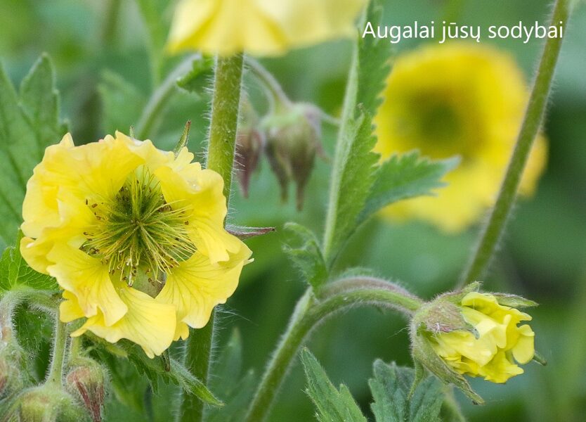 Raudonoji žiognagė (Geum rivale) nr.1