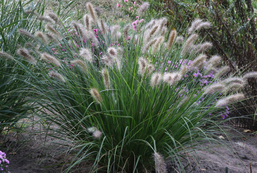 Soruolė  (Pennisetum) nr.15