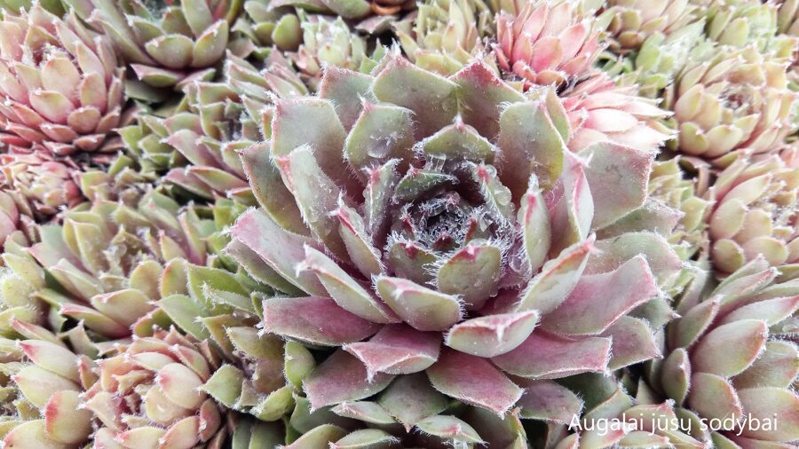Šilropė (Sempervivum) nr.8