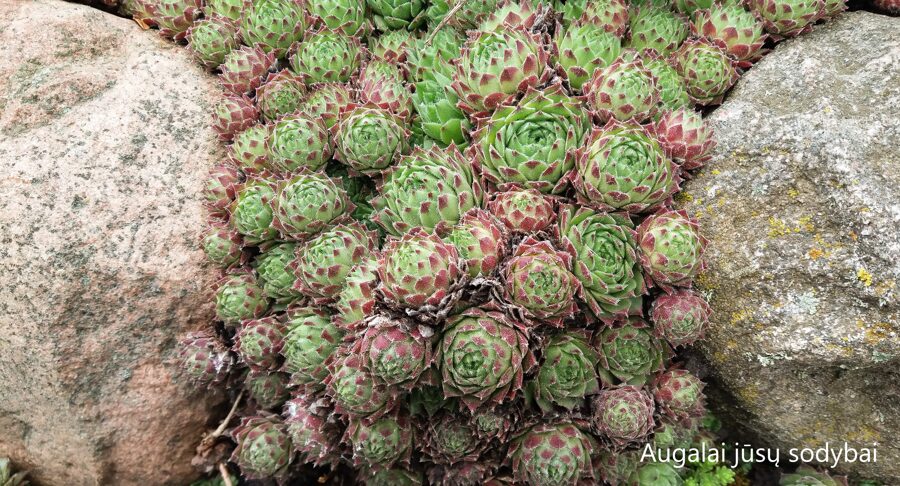 Šilropė (Sempervivum) nr.9