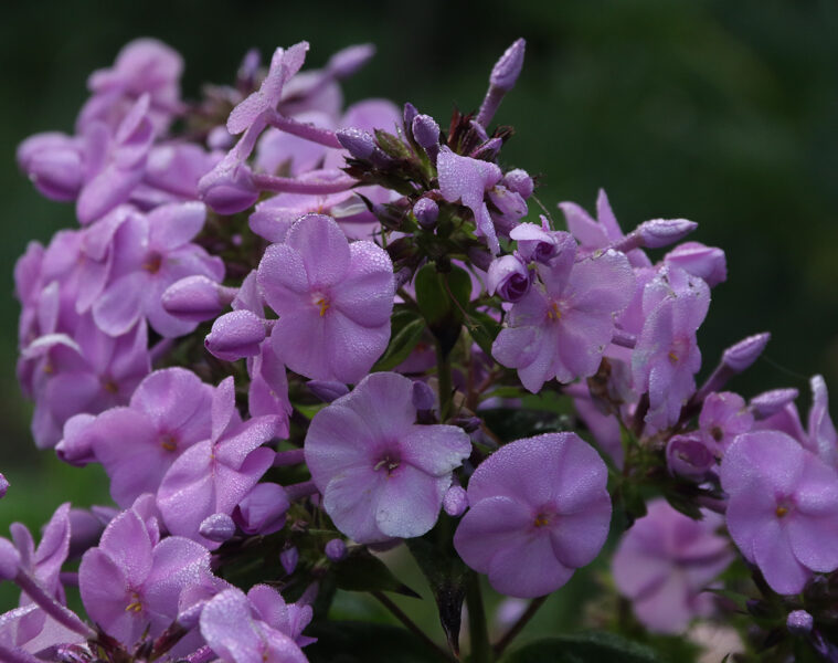 Flioksas (Phlox paniculata) nr.03