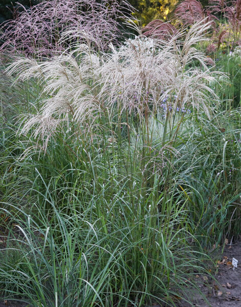 Kininis miskantas (Miscanthus sinensis) ' Yaka Dance' 