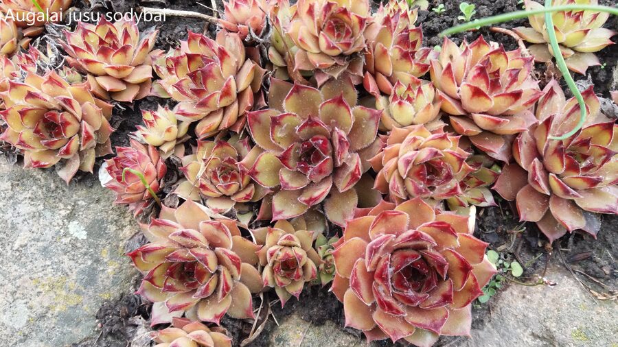 Šilropė (Sempervivum) nr.11