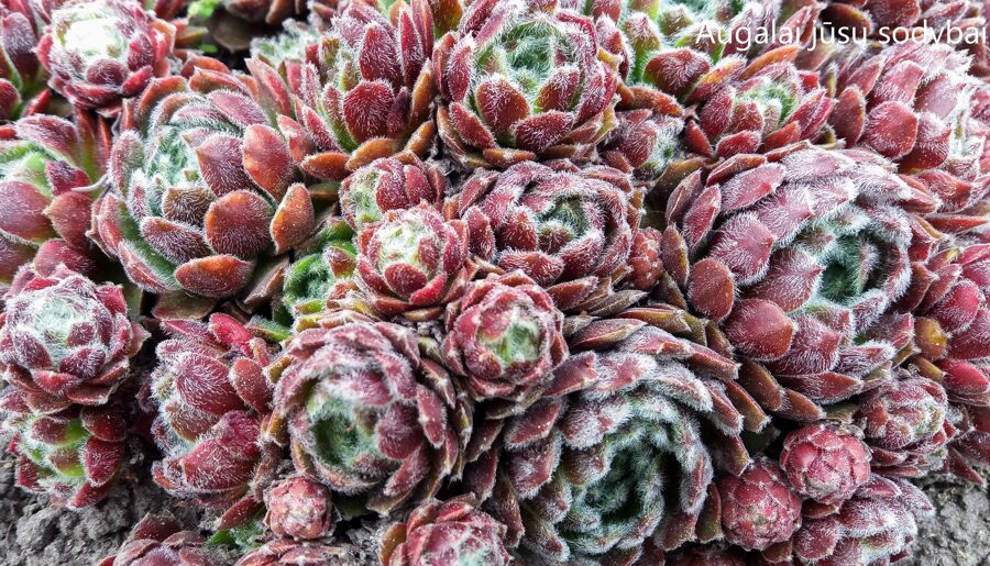 Šilropė (Sempervivum) nr.15