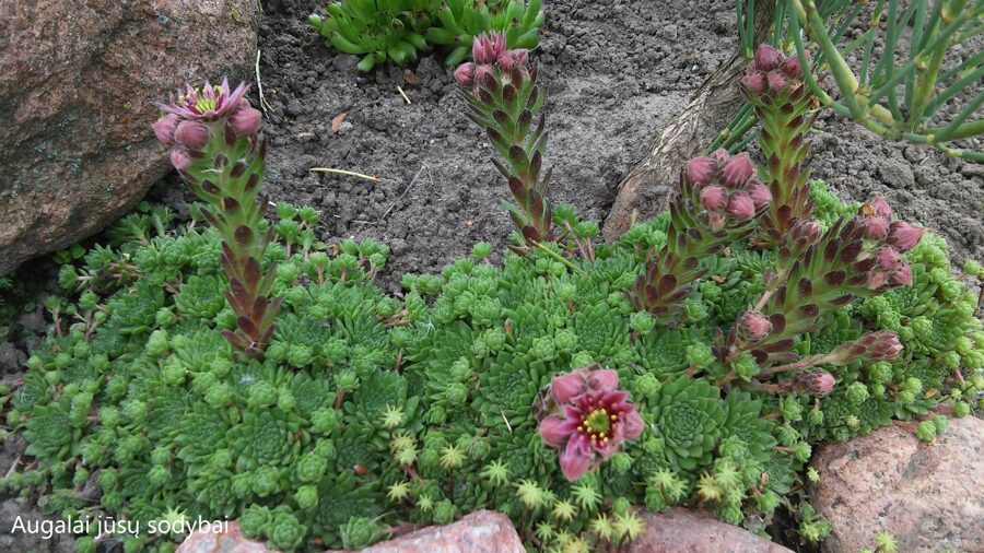 Šilropė (Sempervivum) nr.16