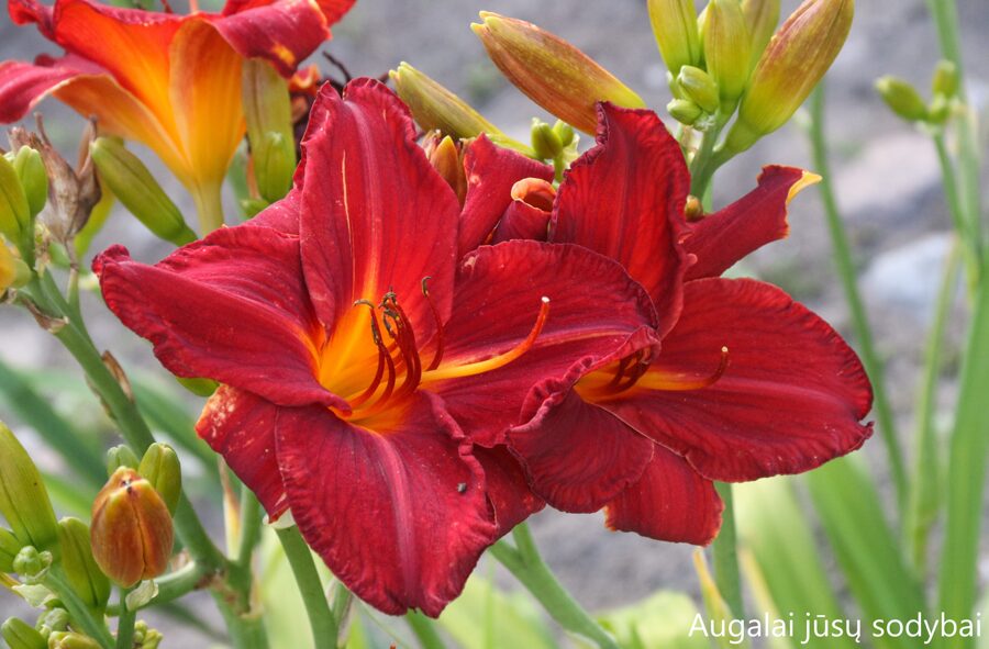 Viendienė (Hemerocallis) nr.17